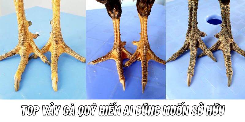 Vảy gà chọi quý hiếm