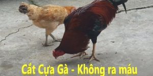 Cách cắt cựa gà chọi